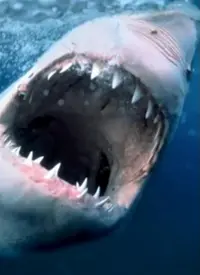 《海洋捕食者》纪录片：揭秘深海杀戮，谁才是真正的食物链霸主？